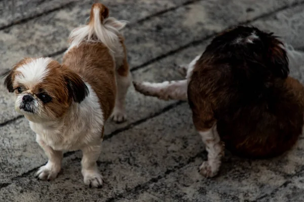 Deux Charmants Chih Tzu Chien Avec Pose Assise Sur Sol — Photo