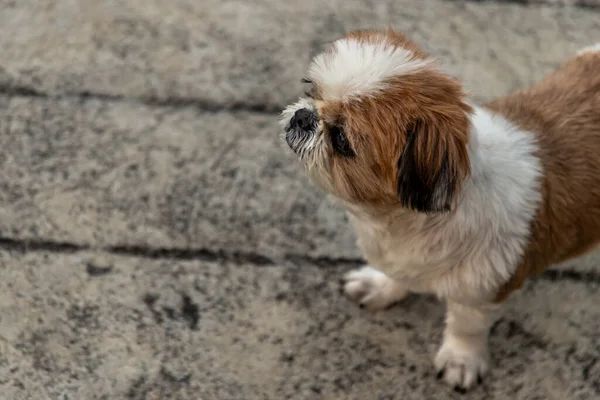 Adorável Fêmea Shih Tzu Cão Espaço Cópia — Fotografia de Stock