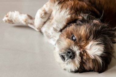 Tembel köpek. Komik Shih tzu köpeği evde yerde uyuyor ve dinleniyor. Hayvan yaşam tarzı ve sağlık konsepti.