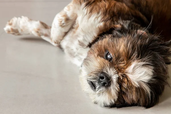 Lazy dog. Funny Shih tzu dog sleeping and relaxing on the floor at home. Pet lifestyle and health concept.