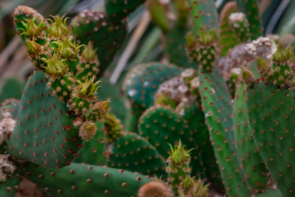 Cactus Pera Espinosa Ciega Opuntia Rufida Jardín Botánico Primer Plano — Foto de Stock