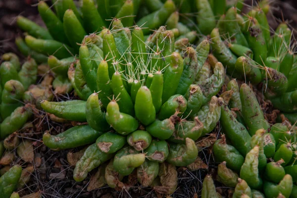 Finger Cactus Mammillaria Longimamma Cactus Nell Orto Botanico Piante Aride — Foto Stock