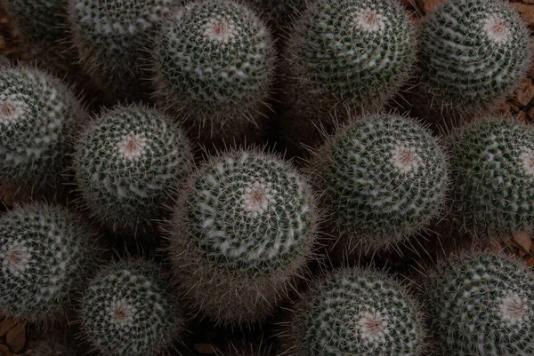 Ανθοφόρα Mammillaria Varieaculeata Κάκτος Στον Βοτανικό Κήπο Άνθη Φυτά — Φωτογραφία Αρχείου