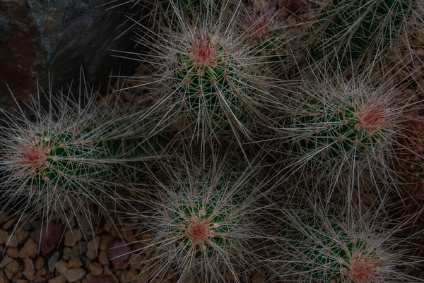 Echinocereus Stramineus Κάκτος Σκαντζόχοιρος Φράουλας Σκαντζόχοιρος Χρώμα Άχυρου Στην Έρημο — Φωτογραφία Αρχείου