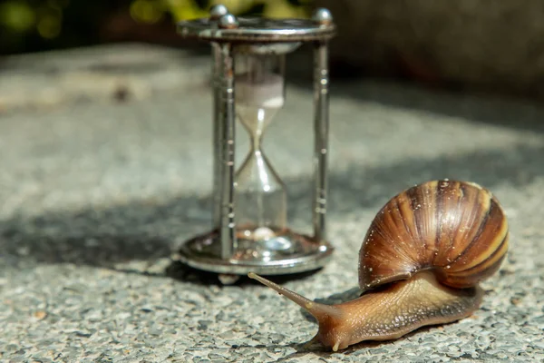 Dark Achatina Snail Dark Shell Crawling Stone Floor Hourglass Deadline — Stock Photo, Image