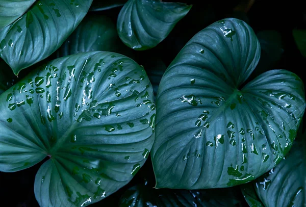 Hermoso Patrón Hojas Verdes Para Concepto Naturaleza Homalomena Rubescens Kunth — Foto de Stock