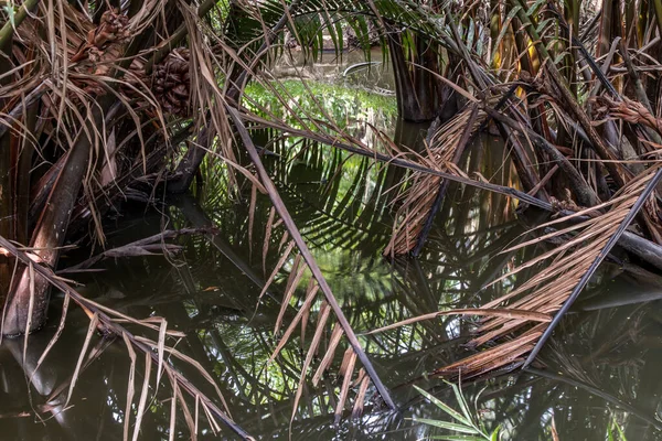 Fondo Natural Los Árboles Que Crecen Bosques Manglares Bosques Frente —  Fotos de Stock