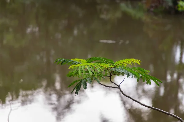 嫩绿色叶子的枝条伸出水面 自然背景 — 图库照片