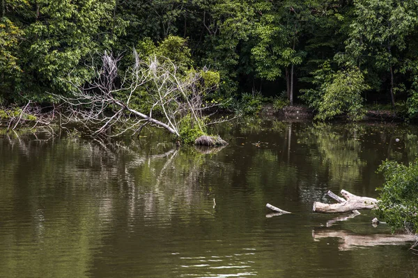 Árbol Roto Largo Del Río Que Sentía Agua —  Fotos de Stock