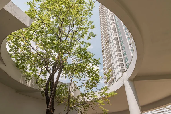 Bangkok Tayland Haziran 2020 Yazın Ortasında Büyük Bir Ağaç Yeşil — Stok fotoğraf