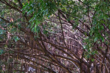 Gökyüzü köklerinden geçen güneş ışığının ayrıntıları Muhteşem Banyan ağacı (Ficus benghalensis) Muhteşem ağaçlar. Sakin bir rahatlama atmosferi. Tasarım için doğa konsepti. Tam olarak odaklanamıyorum..