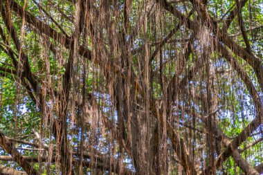Gökyüzü köklerinden geçen güneş ışığının ayrıntıları Muhteşem Banyan ağacı (Ficus benghalensis) Muhteşem ağaçlar. Sakin bir rahatlama atmosferi. Tasarım için doğa konsepti. Tam olarak odaklanamıyorum..