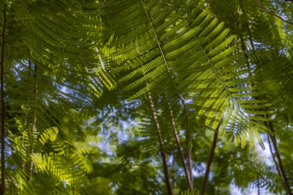 阳光穿过波斯丝绸树 Albizia Julibrissin 的绿色小叶的细节在模糊的花园绿叶上 平静而放松的气氛 设计的自然概念 有选择的重点 — 图库照片