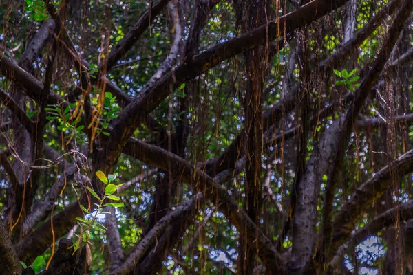 Detail Van Zonlicht Door Kleine Blaadjes Een Enorme Banyanboom Sfeer — Stockfoto