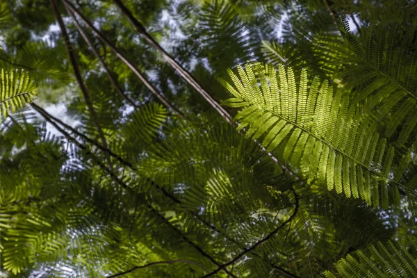 Detail Sunlight Passing Small Green Leaves Persian Silk Tree Albizia — Stock Photo, Image