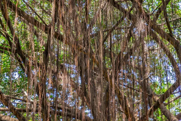 Detail Slunečního Světla Procházejícího Kořeny Vzduchu Velký Banyan Strom Ficus — Stock fotografie