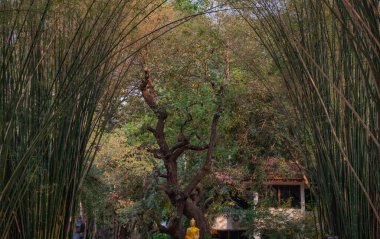 Tünel bambusunun doğal ışık alan doğa manzarası. Chulabhorn wanaram tapınağındaki tropikal yağmur ormanlarındaki yeşil bambu tüneli. Tayland.