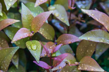 Photinia glabra Robin 'in kırmızı yaprak fotinyasına su damlası. Çiçeğin yaprakları bahçede güzel bir şekilde çiçek açıyor. Seçici odak.