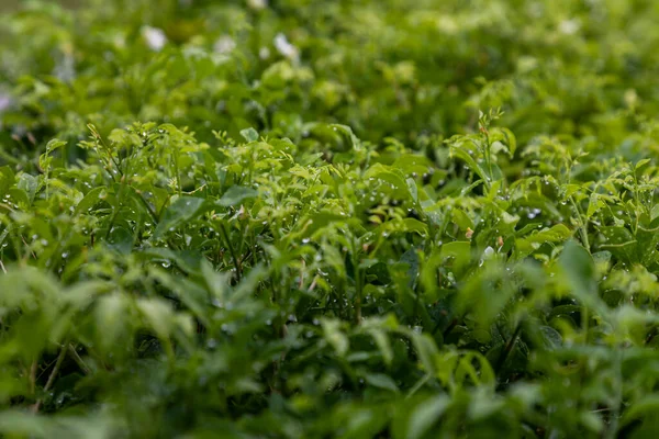 Menta Háttér Zöld Levelek Növényi Levelek Nőnek Zöldségkertben Koncentrálás Nélkül — Stock Fotó