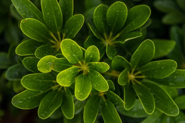 Vízcseppek Schefflera Actinophylla Levelek Szépen Virágzik Kertben Koncentrálás Nélkül — Stock Fotó