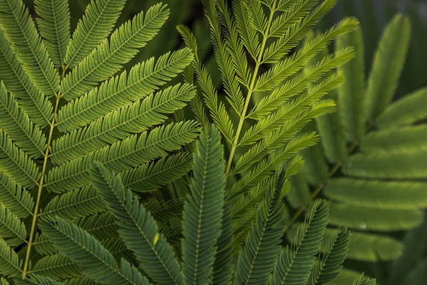 Detalj Små Gröna Blad Persiska Silke Träd Albizia Julibrissin Trädgården — Stockfoto