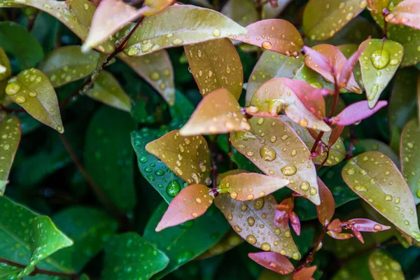 Water Drops Red Leaf Photinia Photinia Glabra Robin Flower Leaves — Stock Photo, Image