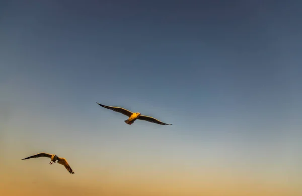 Möwen Die Fliegen Breiten Abend Ihre Flügel Aus Raum Für — Stockfoto