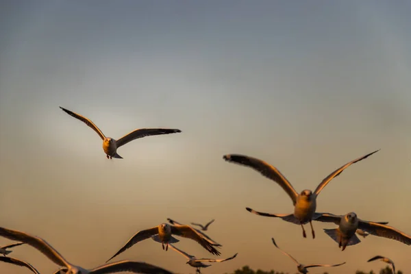 Eine Gruppe Fliegender Möwen Breitete Abend Ihre Flügel Himmel Aus — Stockfoto