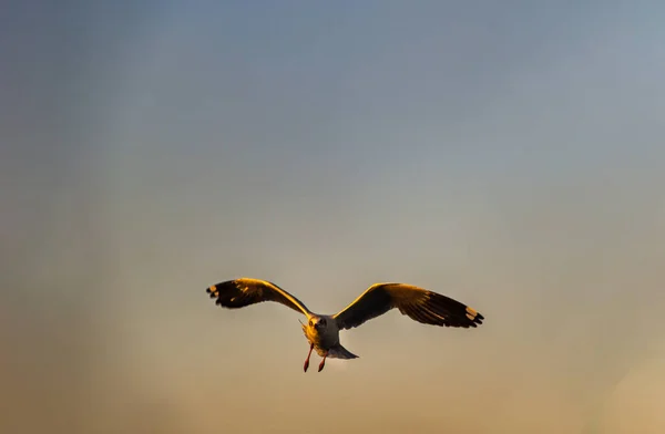 Gaviota Volando Extiende Alas Cielo Atardecer Espacio Para Texto Sin — Foto de Stock