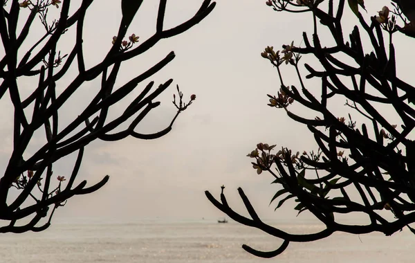 Πρωί Στην Παραλία Σκιά Των Δέντρων Plumeria Rubra Frangipani Επιλεκτική — Φωτογραφία Αρχείου