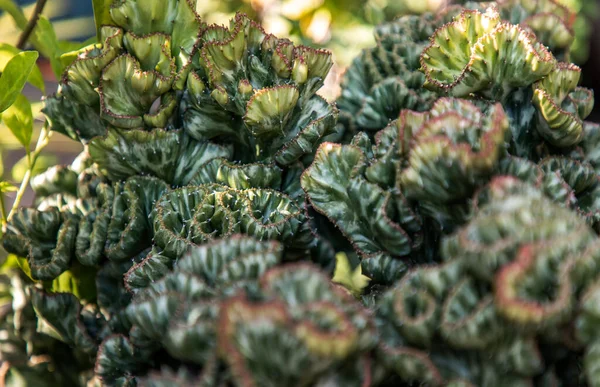 Euphorbia Lactea Cristata sulu bitki ve Tropik botanik bahçesinde bulanık arka plan.