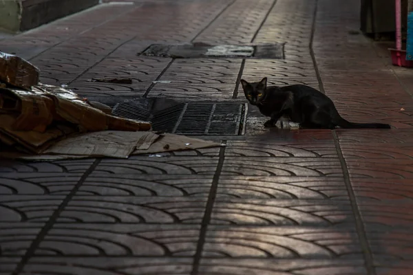 Vista Lateral Gato Preto Vadio Olhando Para Câmera Stree Beco — Fotografia de Stock