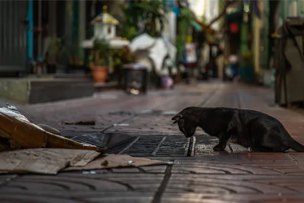 Vista Lateral Gato Preto Vadio Olhando Para Baixo Tampa Tubulação — Fotografia de Stock