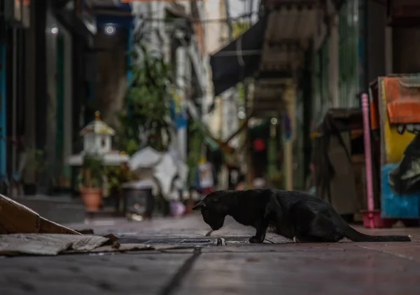 Tiefansicht Einer Schwarzen Streunenden Katze Die Den Rohrdeckel Auf Dem — Stockfoto
