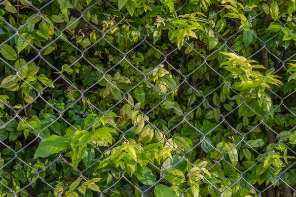 trees by the fence on beside the Road. vertical garden wall. Selective focus.
