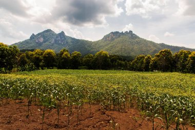 Tayland manzarası, yerel köyler ve arkası güzel güneş ışığı bulutları ve parlak mavi gökyüzü olan orman dağları. Tam olarak odaklanamıyorum..