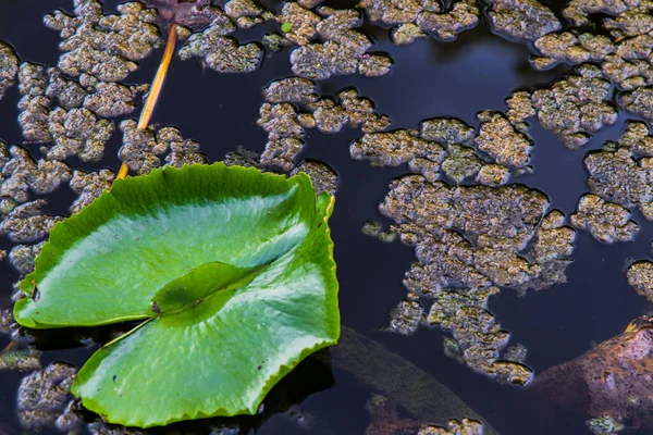Kolam Lily Lotuswater Dengan Tetesan Air Pada Daun Mengambang Kolam — Stok Foto