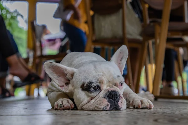 Vue Rapprochée Chiot Bouledogue Français Assis Reposer Après Promenade Concentration — Photo