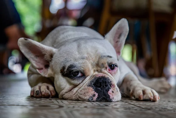 Vue Rapprochée Chiot Bouledogue Français Reposant Regardant Caméra — Photo