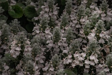 Vahşi kekik yaprakları (Thymus kaba) botanik bahçesinde yetişir..