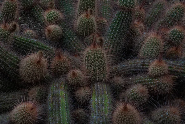 Bellissimo Modello Cactus Echinopsis Strigosa Cacti Nell Orto Botanico — Foto Stock