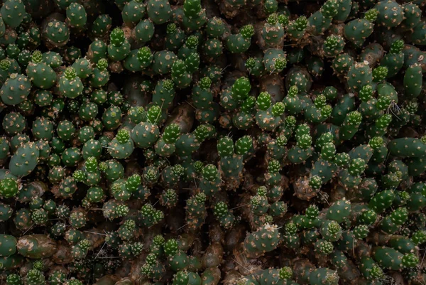 Vista Superior Cumulopuntia Boliviana Planta Suculenta Chenilla Jardín Botánico Naturaleza — Foto de Stock