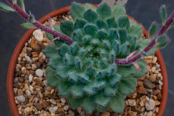 Beautiful Echeveria Setosa Var Minor Growing Small Flowerpot — Stock Photo, Image