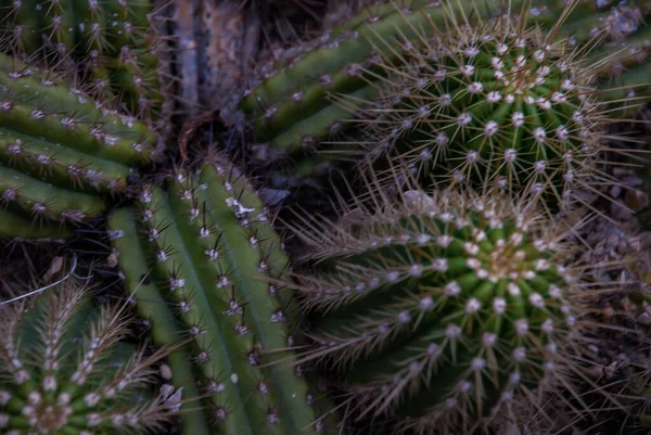 Vista Cerca Grupos Agrupados Cactus Tichocereus Huascha También Llamados Echinopsis — Foto de Stock