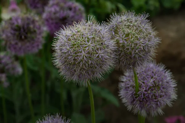 Paarse Bollen Allium Gladiator Alliaceae Onder Bosbes Het Bloembed Tuin — Stockfoto