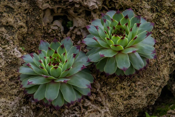 Sempervivum Tectorum Common Houseleek Perennial Plant Growing Botanic Garden Focus — Stock Photo, Image