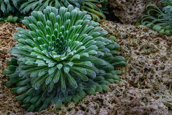 Saxifrage Dei Pirenei Saxifraga Longifolia Alpine Plant Una Pianta Radiale — Foto Stock