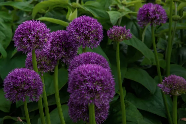 Bolvormige Paarse Allium Bloemen Achtergrond Van Het Groene Blad Allium — Stockfoto