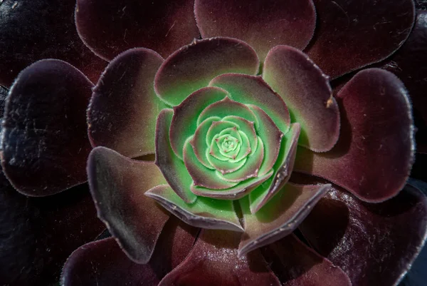 Güzel Aeonium arboreum 'un yakın çekimi, bahar mevsiminde botanik bahçesinde Black Aeonium, ya da İrlanda gülü. Üst görünüm.