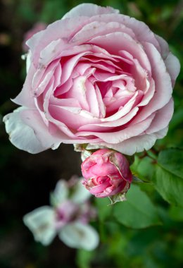 Şirin Gül Çiçekleri 'Westminster Pembesi' orta pembe ve sarmal tomurcuklarıyla bilinen büyük çiçekli bir çay gülü. Çiçeğin güçlü bir kokusu var. Üst görünüm, metin, Seçici odak için Duvar Kağıdı, Poster ve Boşluk olarak kullanın.